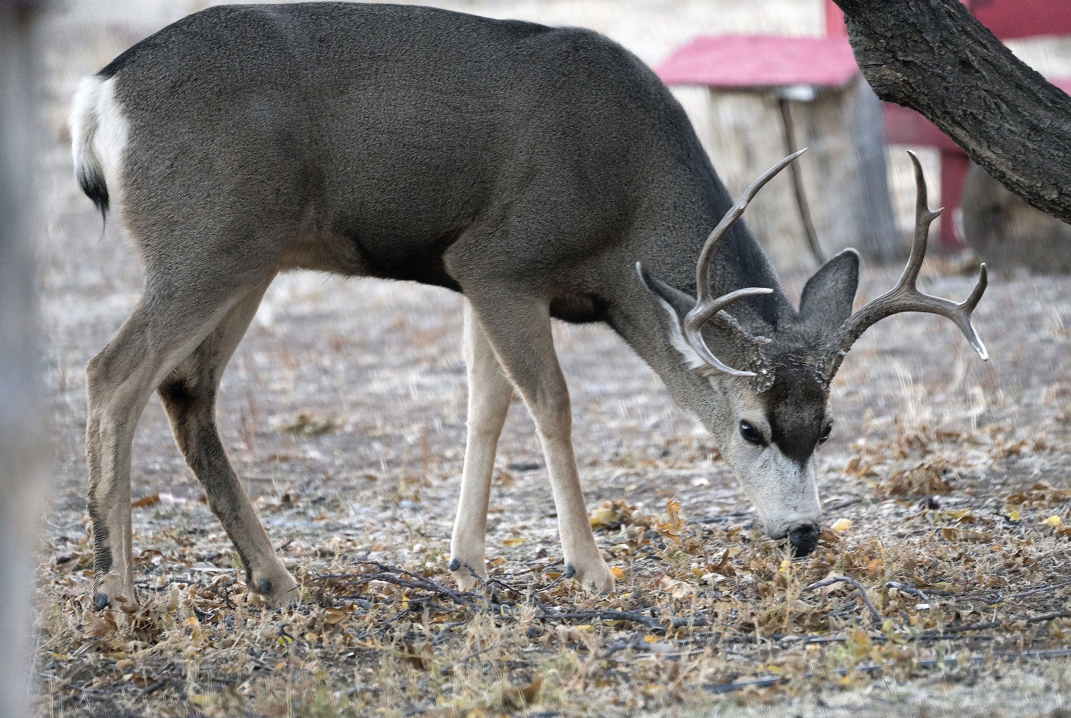Utah requests 8% increase in its largest hunt as deer populations begin to recover