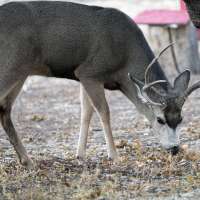 Utah requests 8% increase in its largest hunt as deer populations begin to recover