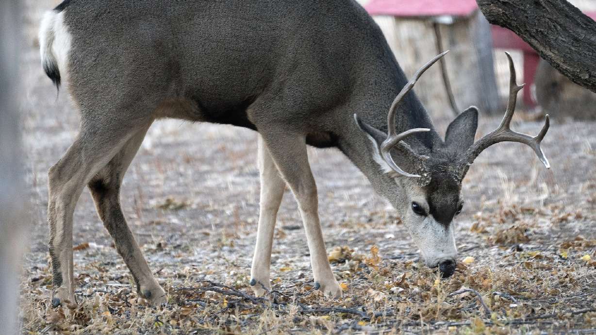 A buck chomps down on leaves at Nash Wash Wildlife Management Area, north of Moab in November 2017. Utah wildlife officials approved a plan to increase general season buck deer hunting permits this year.