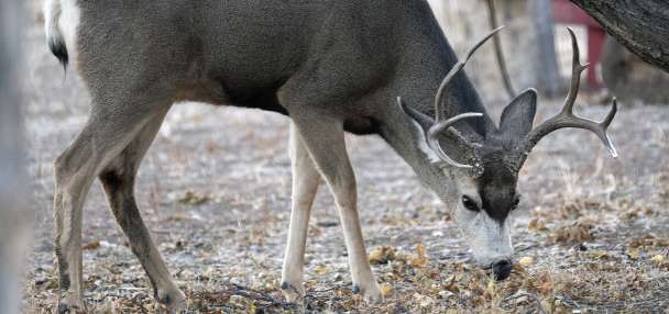 Utah requests 8% increase in its largest hunt as deer populations begin to recover