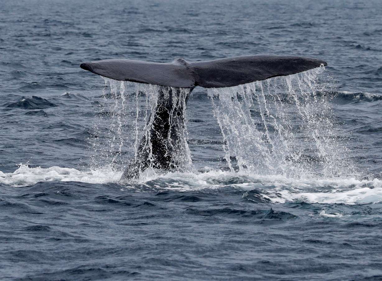 The fluke of a sperm whale sticks out of the sea as it dives in the sea near Rausu, Hokkaido, Japan, July 1, 2019.