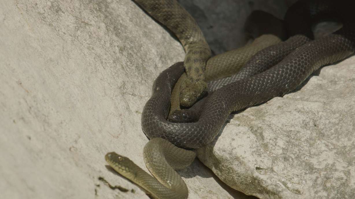 Researchers examined three colors of dice snake in North Macedonia.
