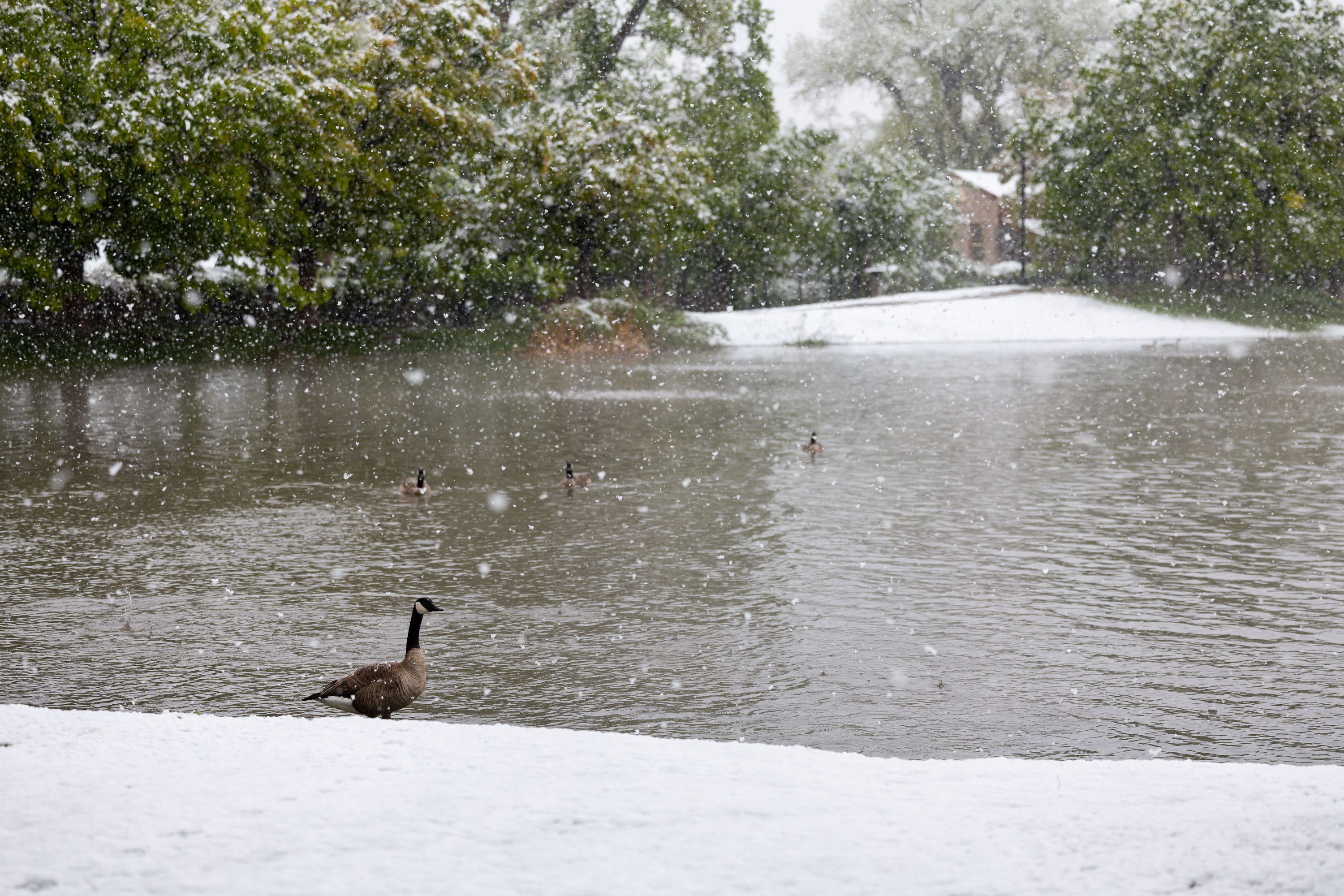 Geese are pictured in the snow at Liberty Park in Salt Lake City on Sunday. Salt Lake City officially received over 1 inch of precipitation between Sunday and Tuesday, but other areas got more from the large system.