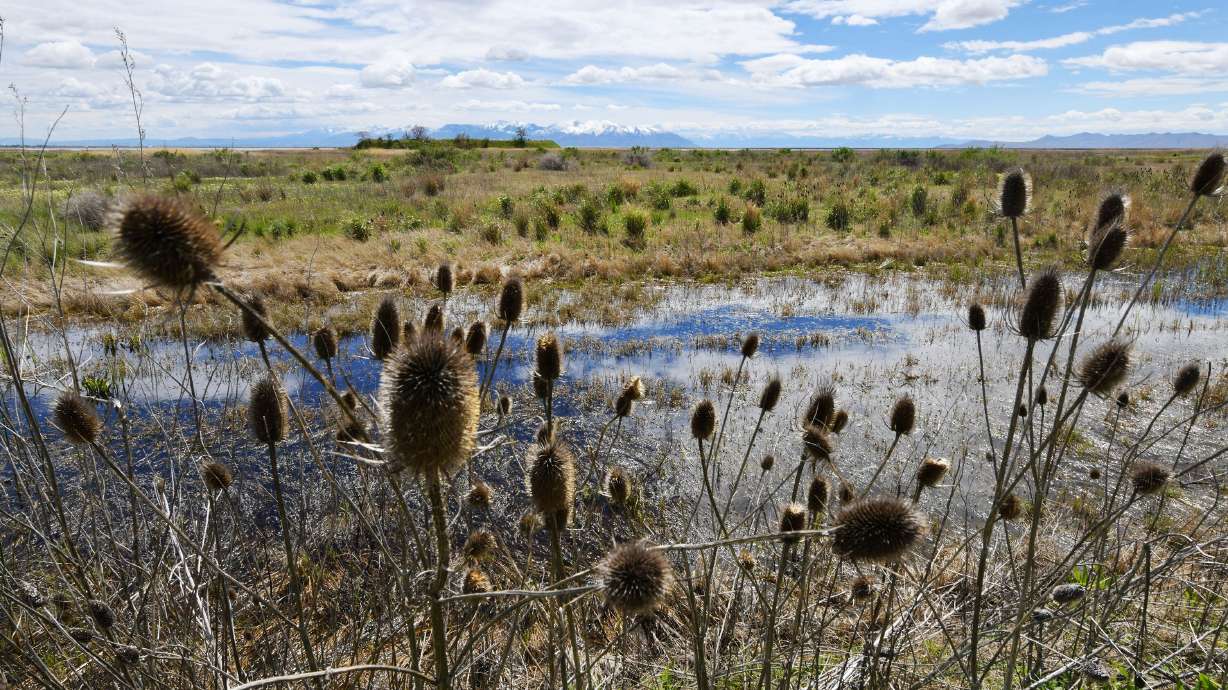 Wetlands at and around the Farmington Bay Waterfowl Management Area are pictured on Wednesday. More than $87 million in federal funding has been approved by the Migratory Bird Conservation Commission.