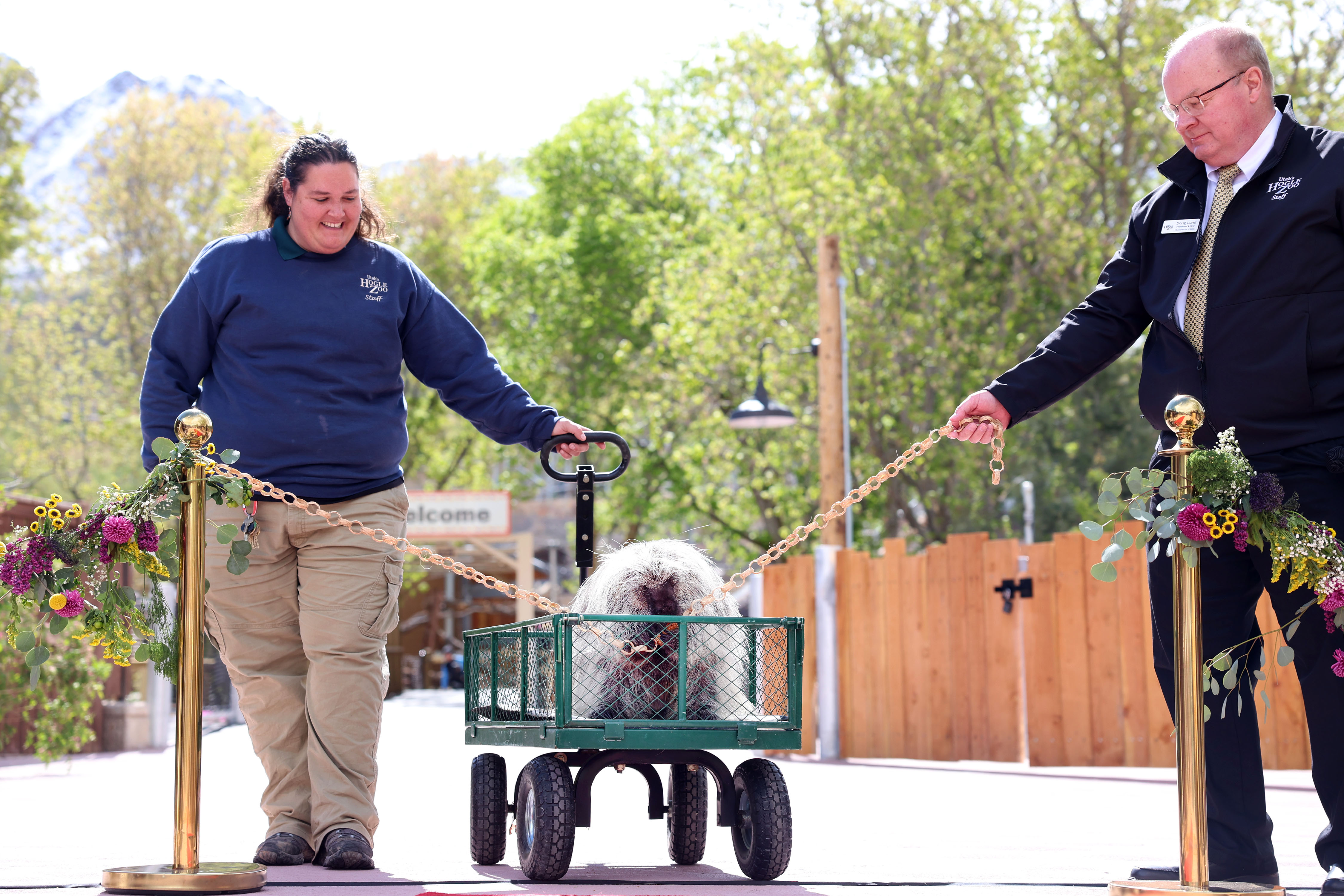 Hogle Zoo caretaker Autumn Henry and Doug Lund, president and CEO at Utah’s Hogle Zoo, watch as Barton, a North American porcupine, chews through a ribbon at the ribbon-cutting ceremony for the unveiling of the Aline W. Skaggs Wild Utah exhibit at the zoo in Salt Lake City on Thursday.