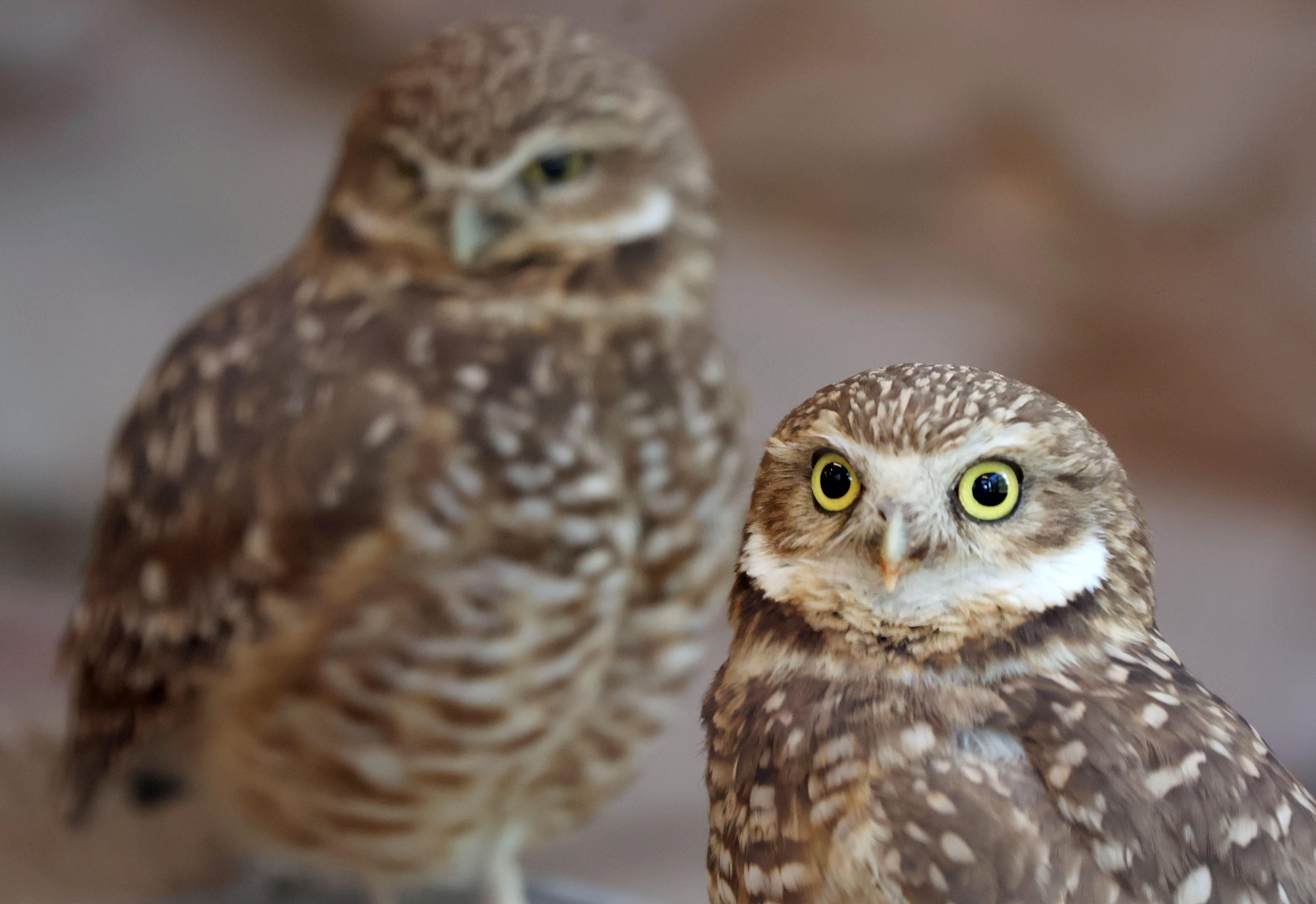 Burrowing owls are pictured in the Aline W. Skaggs Wild Utah exhibit at Utah’s Hole Zoo in Salt Lake City on Thursday.