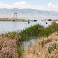 Were Vineyard employee resignations forced or voluntary?