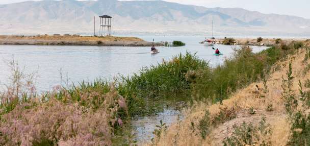 Were Vineyard employee resignations forced or voluntary?