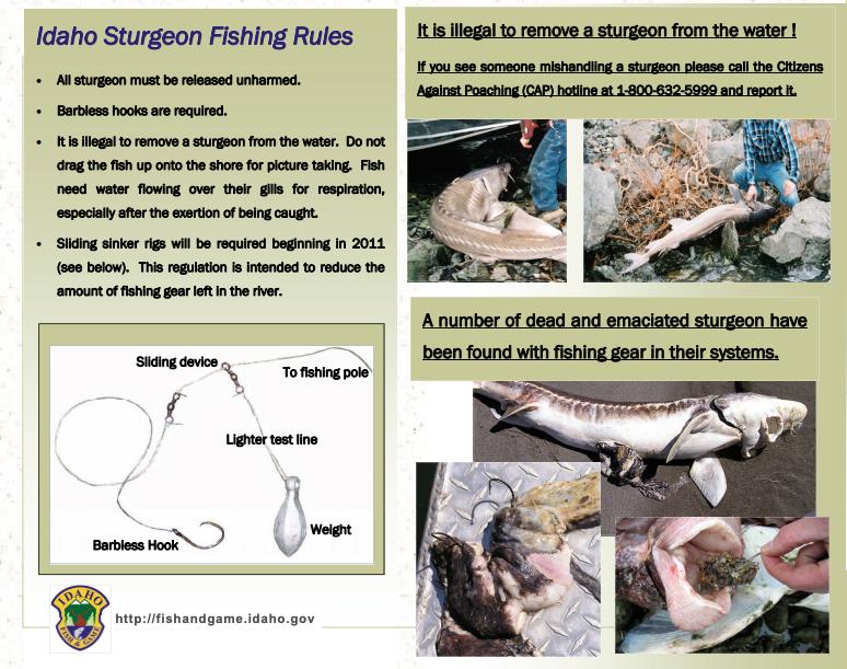 Low-impact fishing tips for white sturgeon in Idaho.