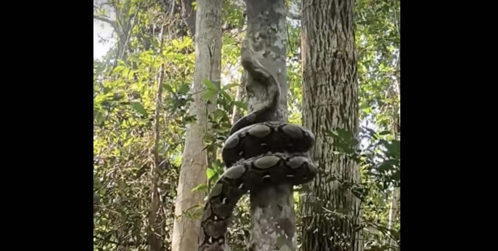 A reticulated python climbs a tree. Don't look up.