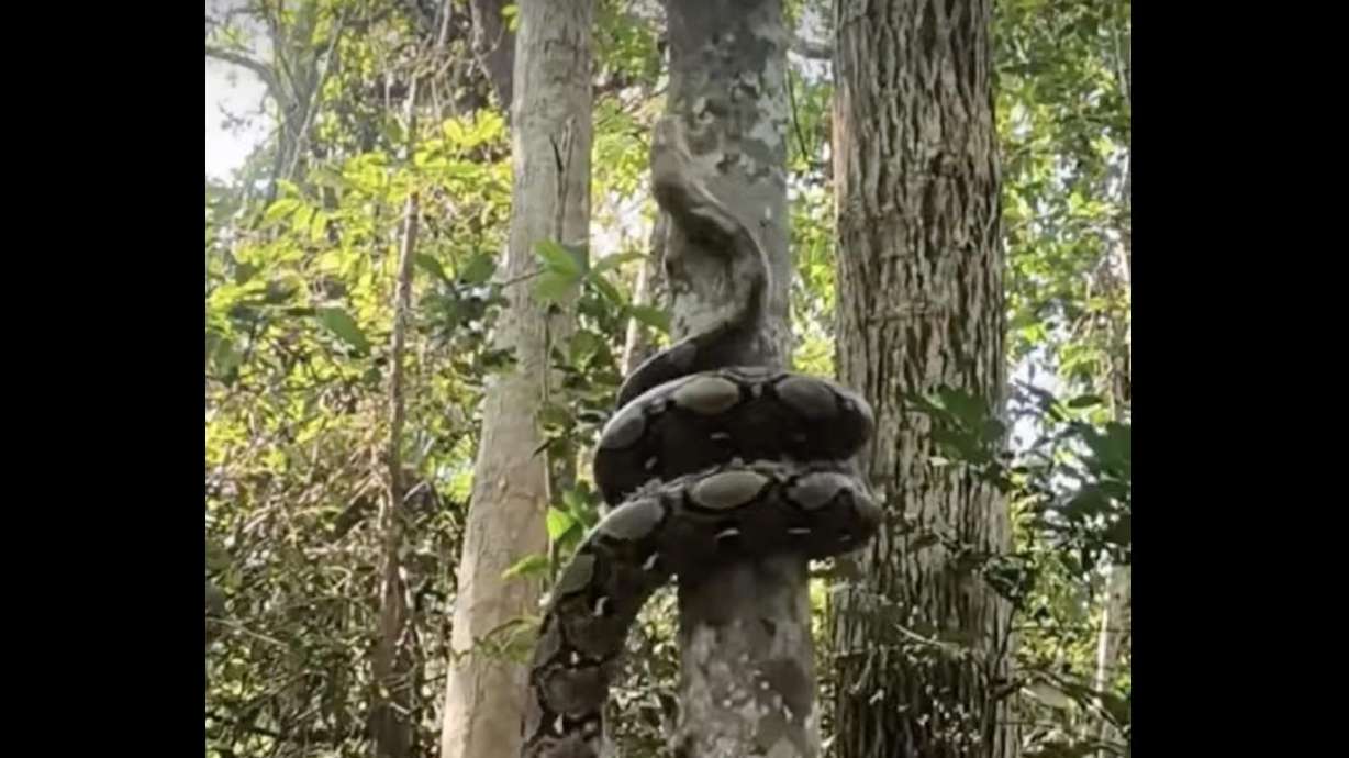 Have You Seen This? The mesmerizing motion of a tree-climbing python ...