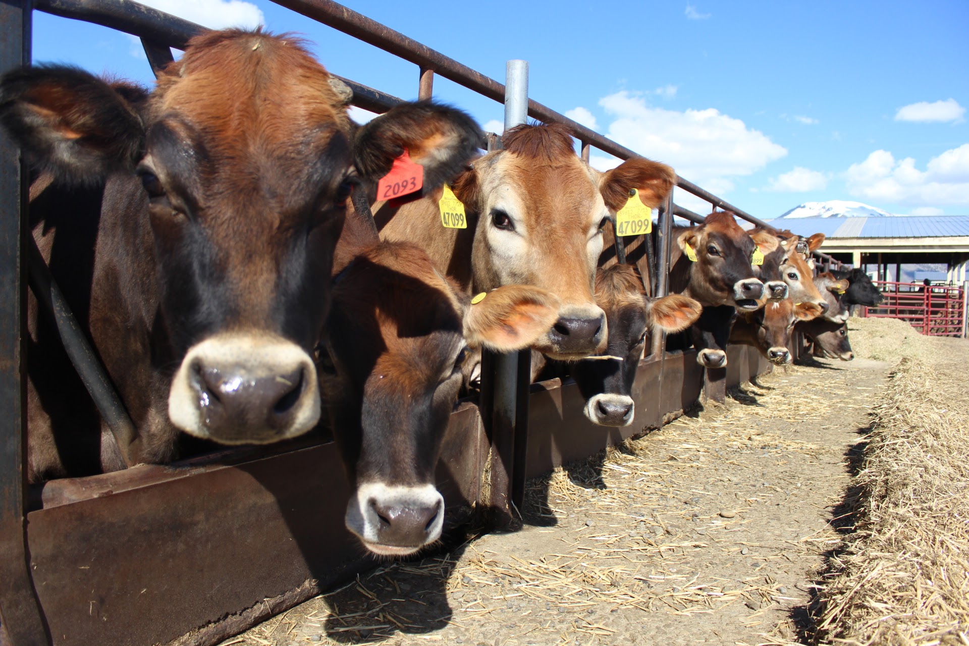 Avian influenza has infected dairy cows for the first time this year. Here's what farmers and the public should know.