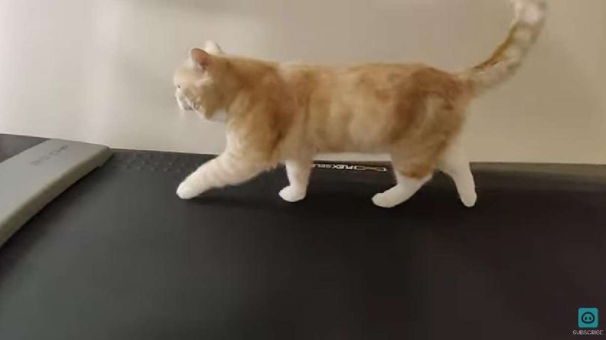 An orange cat on a treadmill makes the perfect workout companion for those needing a bit of extra motivation.