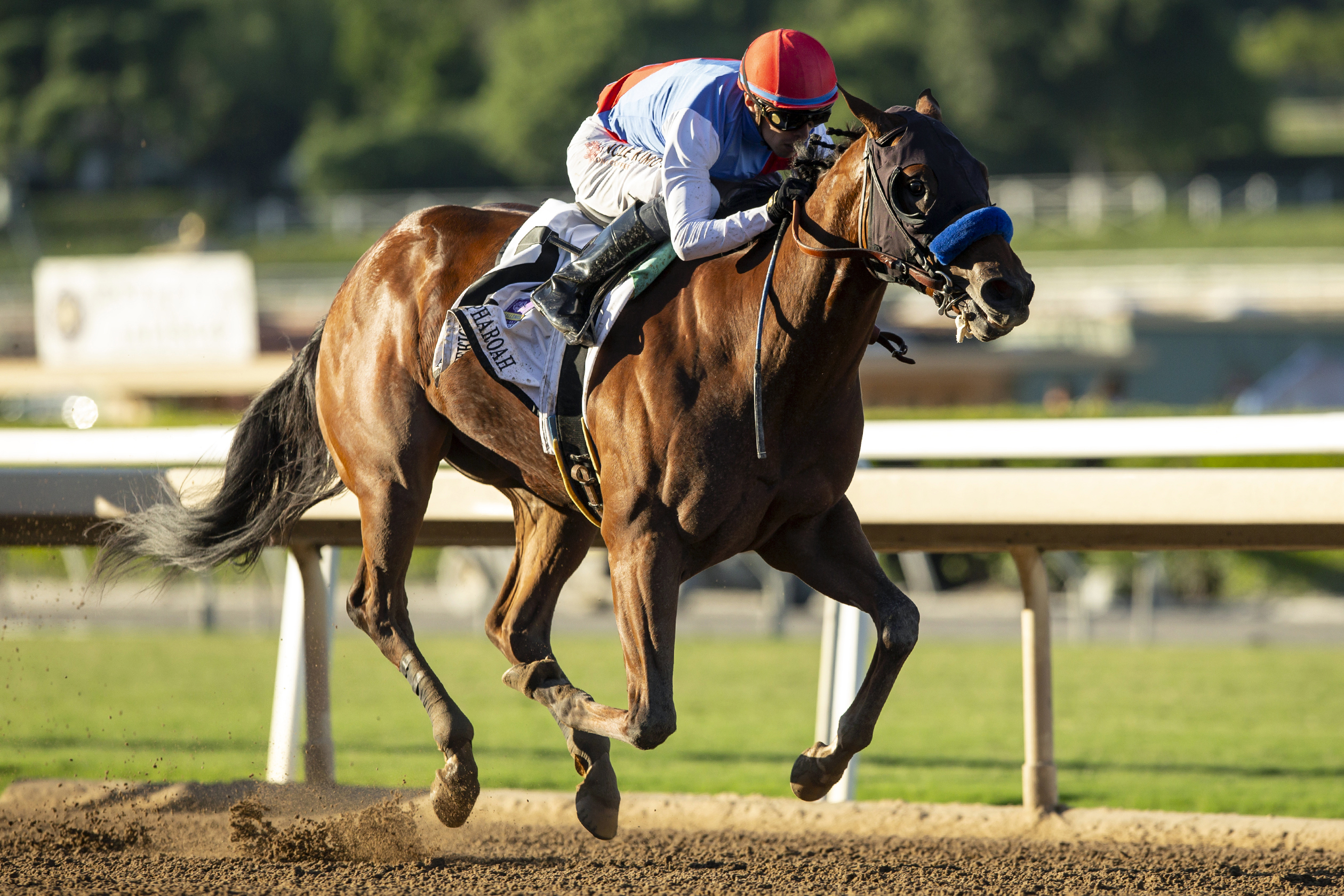 FILE - In a photo provided by Benoit Photo, Muth, ridden by jockey Juan Hernandez, wins the Grade I, $300,000 American Pharoah Stakes horse race Saturday, Oct. 7, 2023, at Santa Anita in Arcadia, Calif. Preakness favorite Muth has been ruled out of the second leg of the Triple Crown after spiking a fever. The Maryland Jockey Club announced Muth's status change Wednesday, May 15, 2024, roughly 12 hours after the horse arrived at Pimlico Race Course in Baltimore. 