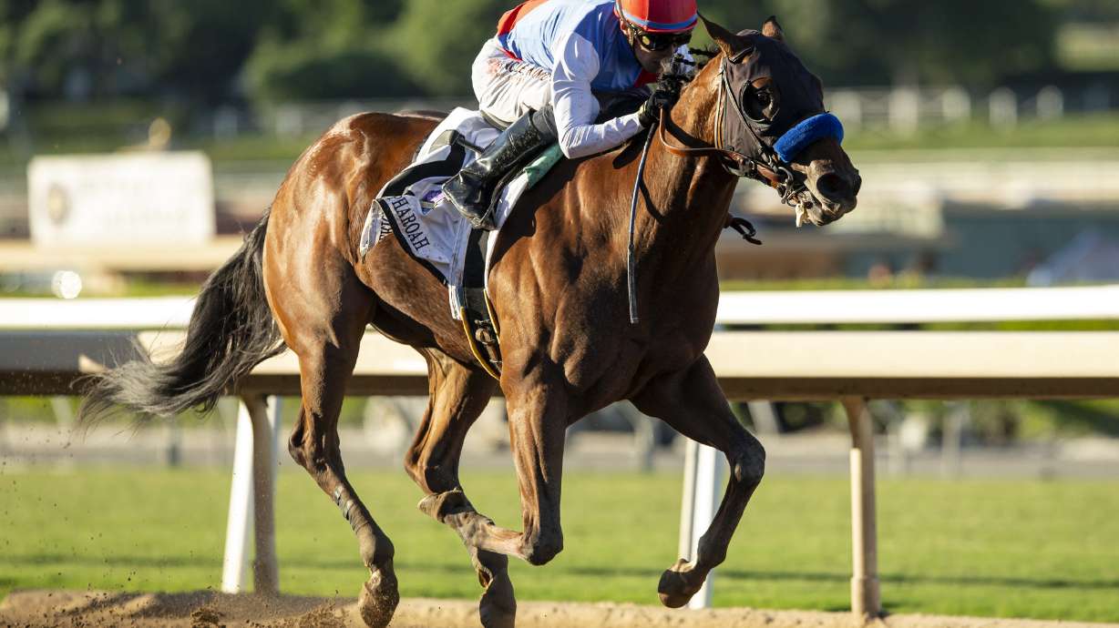 FILE - In a photo provided by Benoit Photo, Muth, ridden by jockey Juan Hernandez, wins the Grade I, $300,000 American Pharoah Stakes horse race Saturday, Oct. 7, 2023, at Santa Anita in Arcadia, Calif. Preakness favorite Muth has been ruled out of the second leg of the Triple Crown after spiking a fever. The Maryland Jockey Club announced Muth's status change Wednesday, May 15, 2024, roughly 12 hours after the horse arrived at Pimlico Race Course in Baltimore.