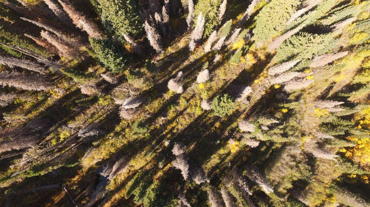 A drone shot in the Wasatch Mountains near Farmington Canyon shows the balsam woolly adelgid's damaging effects on subalpine fir trees. An invasive insect is setting up shop within Utah's long-stressed conifer forests.