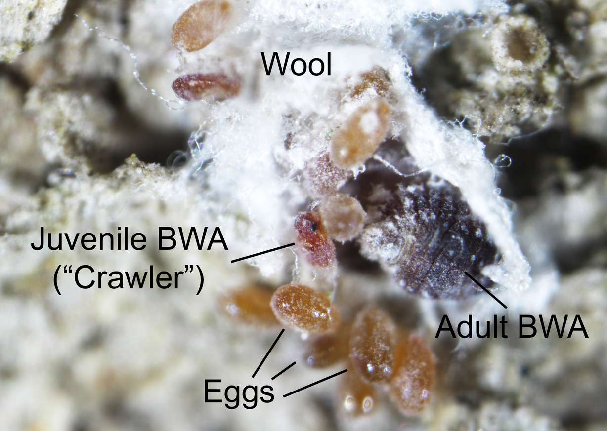 A microscope image shows balsam woolly adelgid on a sample of bark taken off an infested tree. The invasive insect is setting up shop within Utah's long-stressed conifer forests and wreaking havoc on some portions of the state's subalpine fir population.