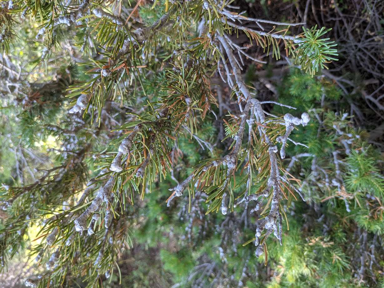 A photo shows the first symptom of gouting — swollen branch nodes that result as a tree's response to balsam woolly adelgid's toxic saliva and can lead to loss of foliage. A small, invasive insect is setting up shop within Utah's long-stressed conifer forests and wreaking havoc on some portions of the state's subalpine fir population.