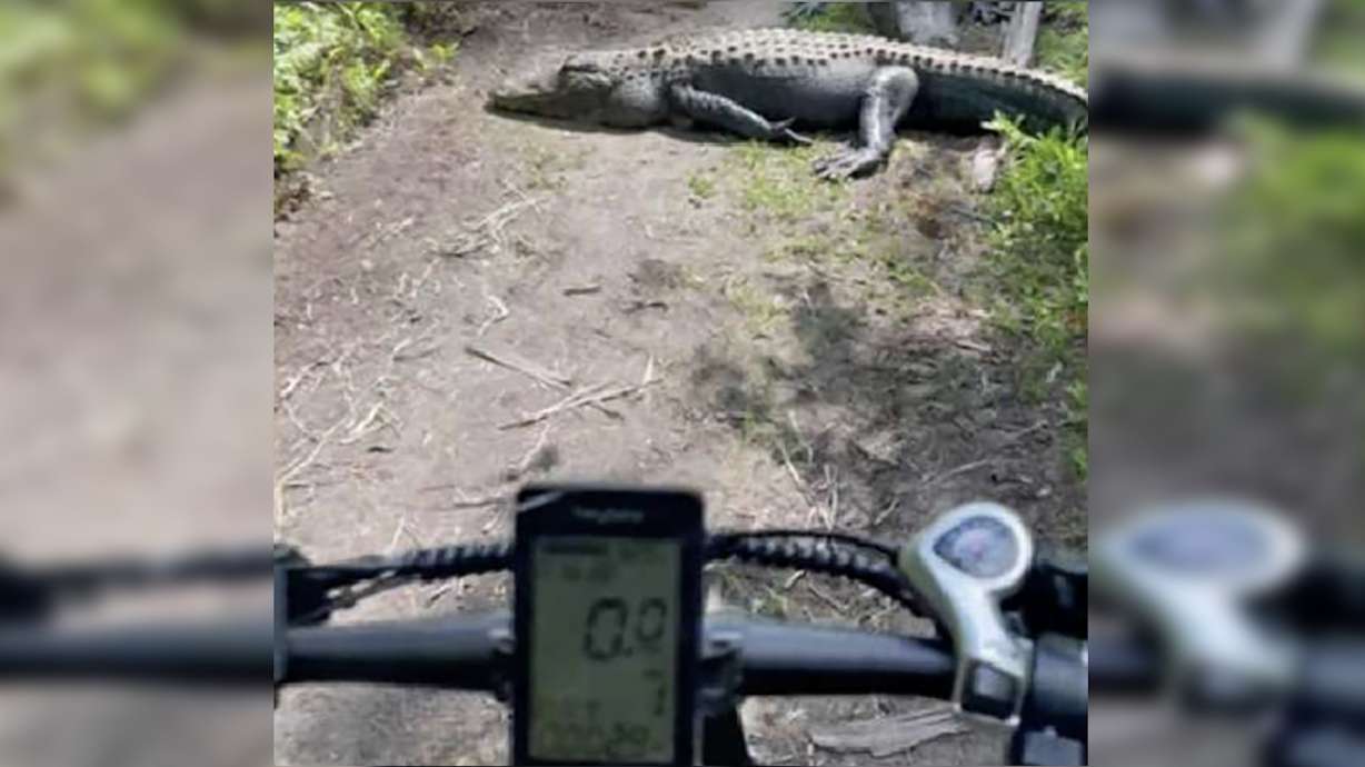 A cyclist encounters alligators on the trail at Fakahatchee Strand, in Florida, on April 29. See what a little kindness will do.