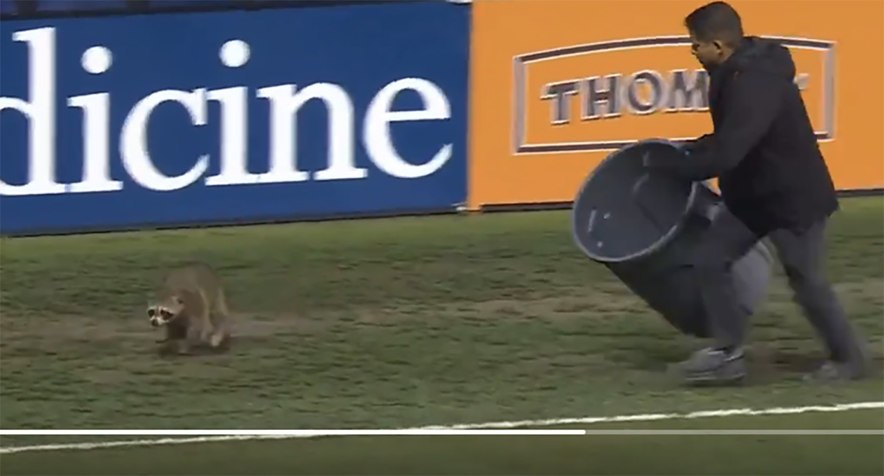 A staff member chases a furry pitch invader with a trash can during a Major League Soccer match in Pennsylvania on Wednesday.