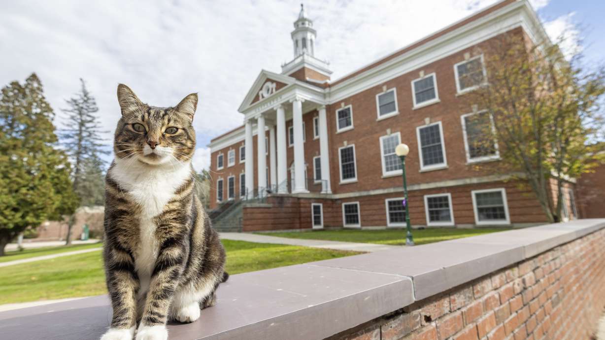 This photo shows Max the Cat in front of Woodruff Hall at Vermont State University on Oct. 12, 2023, in Castleton, Vt.