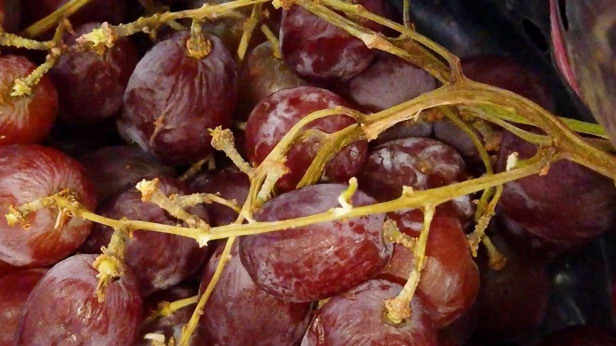 The grapes stored in their original packaging became the softest at the end of the experiment while those kept in the third-party bins for the most part were still quite edible.
