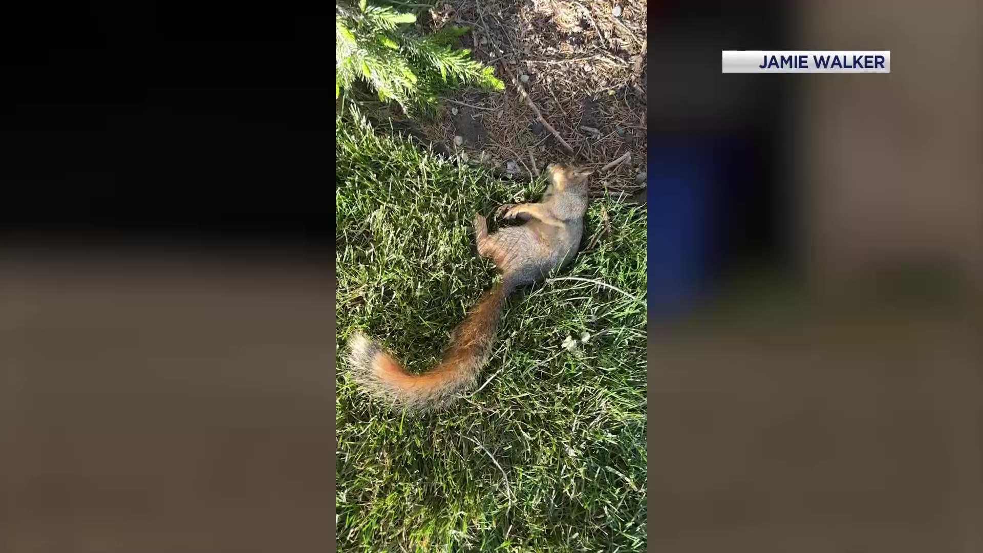 Dead foxes and squirrels puzzle Millcreek neighborhood - Vimarsana News