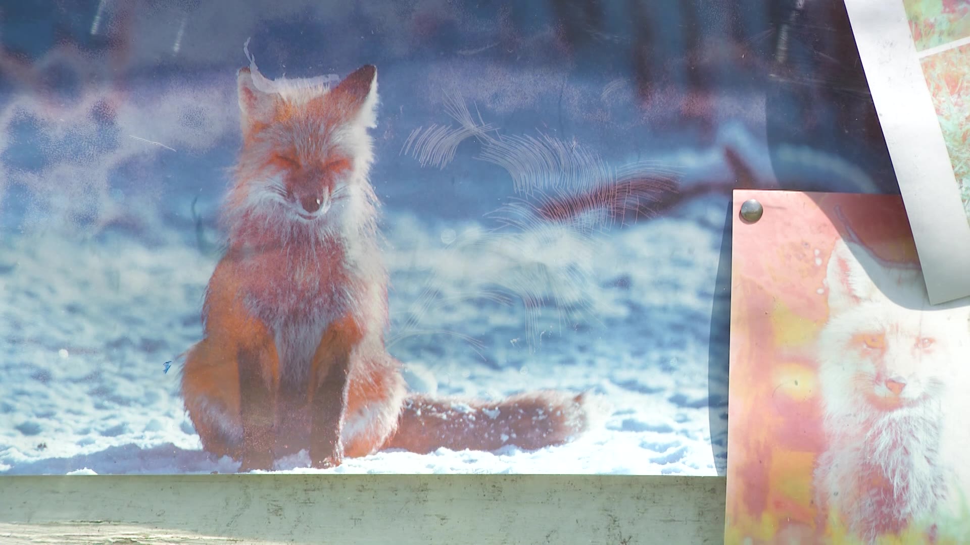 Dead foxes and squirrels puzzle Millcreek neighborhood