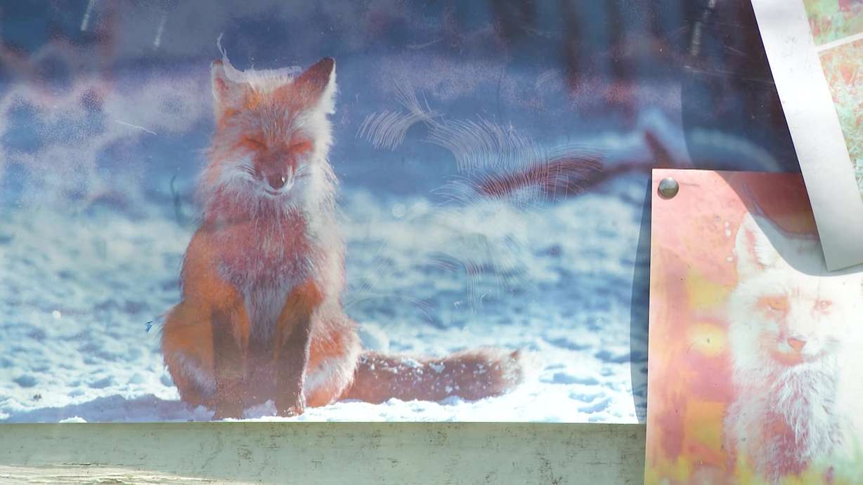 Dead foxes and squirrels puzzle Millcreek neighborhood