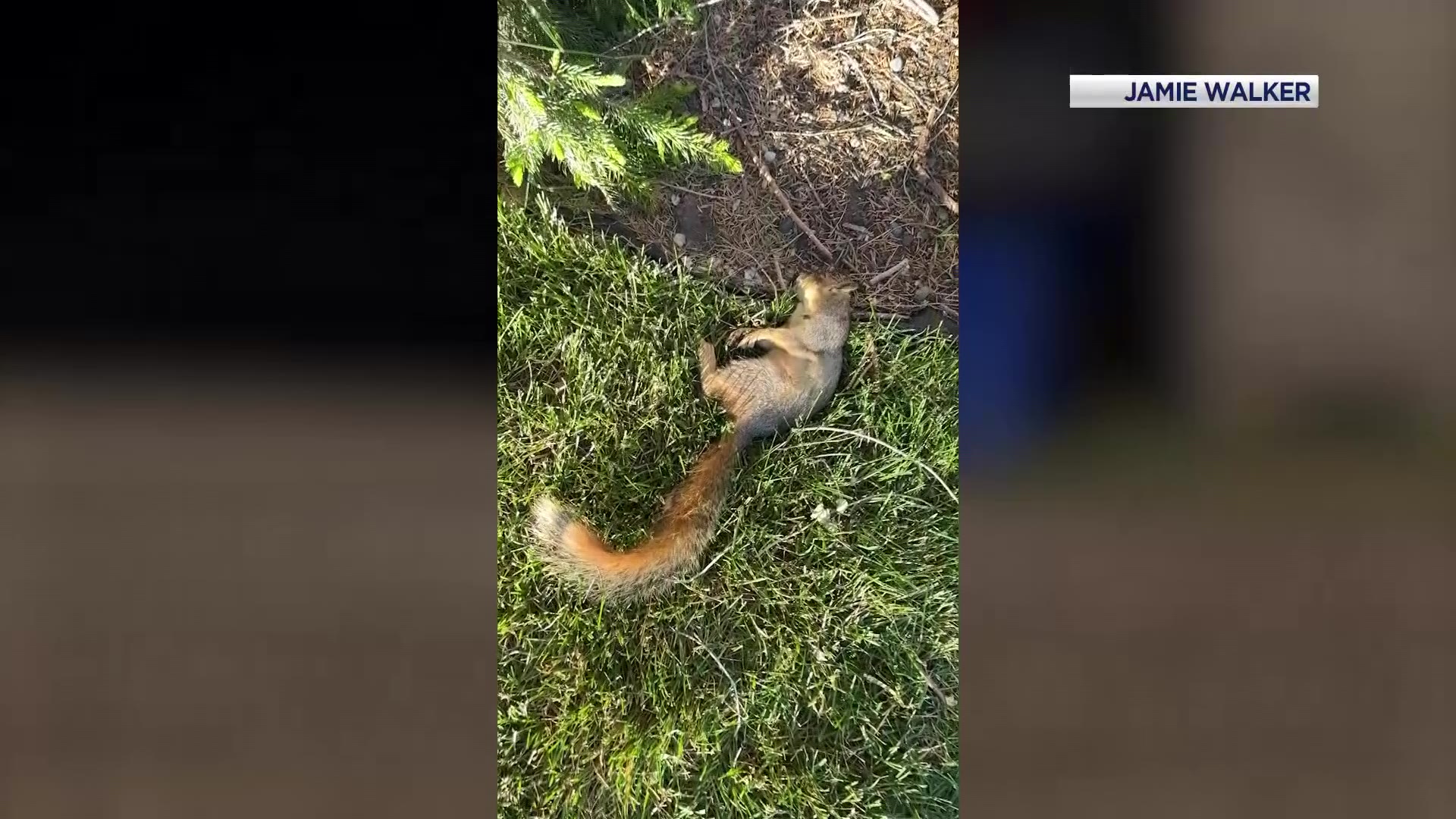 Dead foxes and squirrels puzzle Millcreek neighborhood