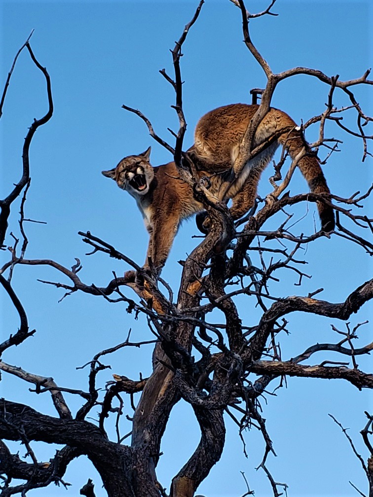 What to do if you spot a cougar this summer