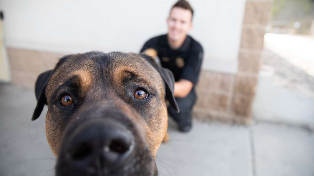 A dog peers at Animal Care of Davis County in Fruit Heights in an undated photo. The county is planning to build a new facility.