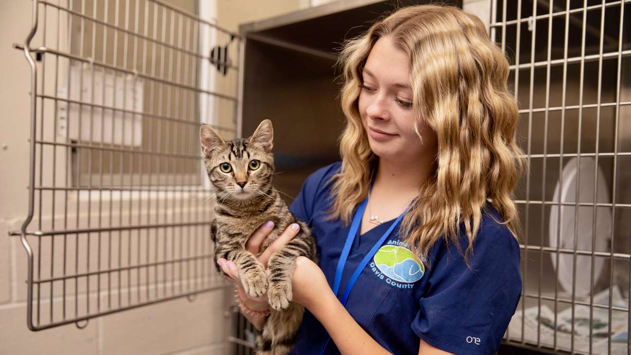 A worker at Animal Care of Davis County in Fruit Heights holds one of the cats at the shelter in this undated photo.