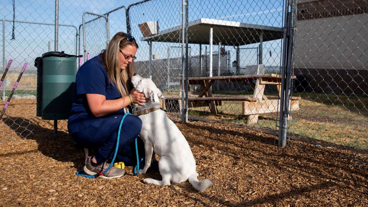 A worker at Animal Care of Davis County in Fruit Heights plays with a dog at the shelter in this undated photo.
