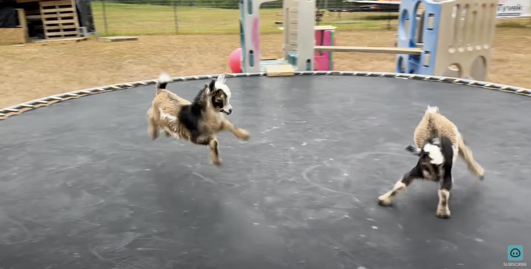 Baby Nigerian dwarf goats have fun jumping on their owner's trampoline in Odenville, Alabama, on April 22.