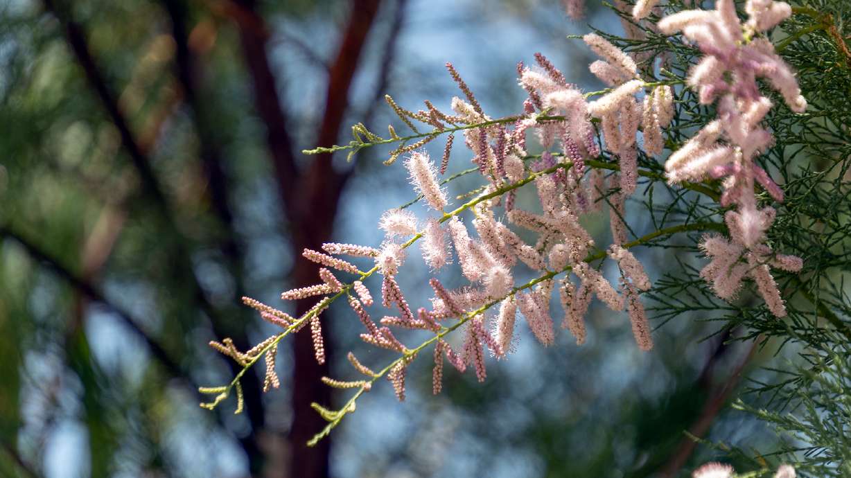 Tamarisk flowers bloom near the Virgin River in St. George, Monday. The invasive tree causes problems in areas like southern Utah.