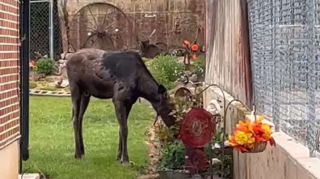 A yearling bull moose was found in a neighborhood in the foothills of Ogden.