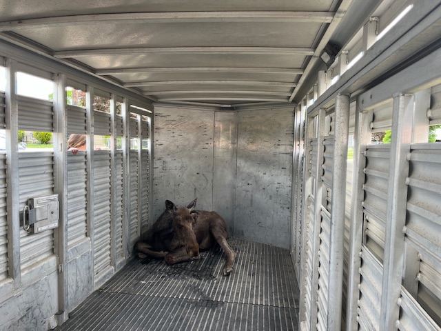 The yearling bull moose was safely tranquilized and transported into a trailer for relocation in Ogden Thursday.