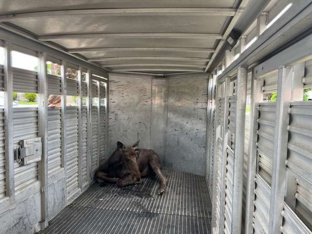 The yearling bull moose was safely tranquilized and transported into a trailer for relocation in Ogden Thursday.