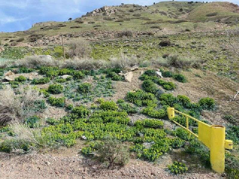 Suicide Rock is seen in Parley's Canyon in 2023 before the myrtle spurge was sprayed with treatment.