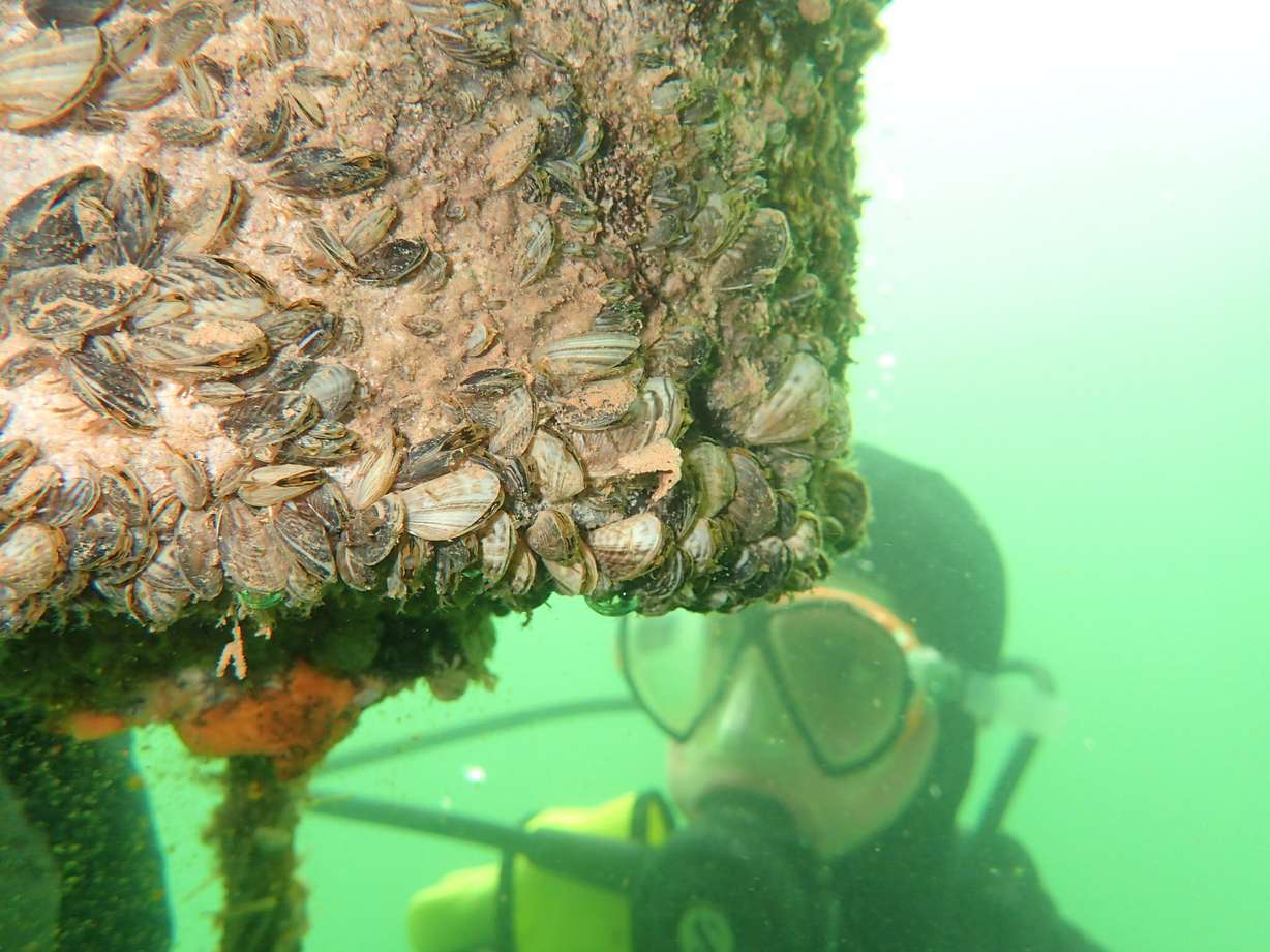 A diver is pictured with a quagga mussel encrusted section of boat.