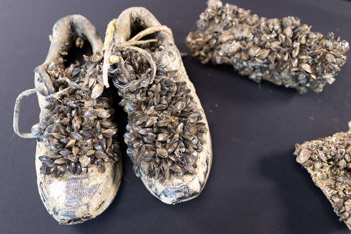 Quagga mussels can attach to most firm surfaces, and pose a significant threat to native waterbody ecosystems.