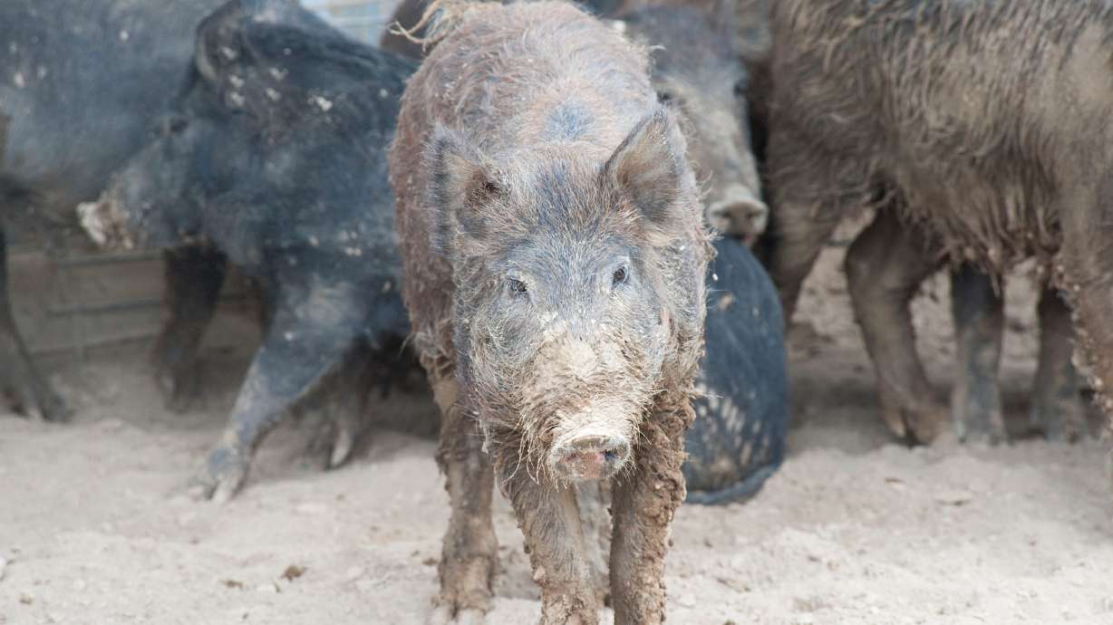 Hogs cause approximately $2.5 billion in agricultural damages each year, the U.S. Department of Agriculture says.