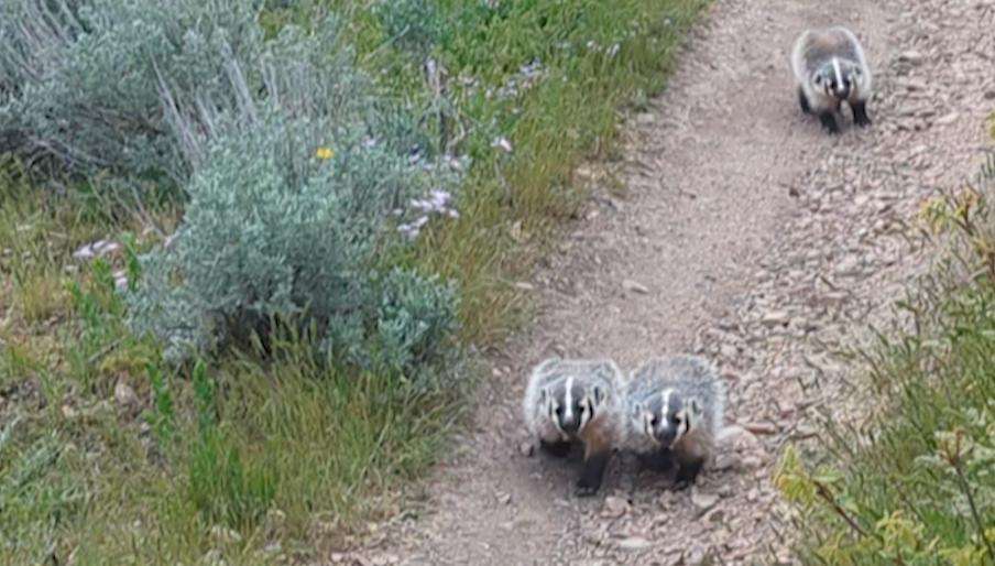 Three baby badgers stand their ground on a trail in Corner Canyon.