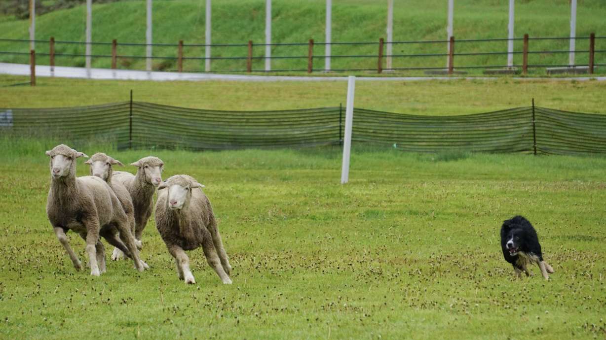 A Border Collie rounds up a group of ewes during the 20th anniversary Soldier Hollow Sheepdog Classic Championship Saturday.