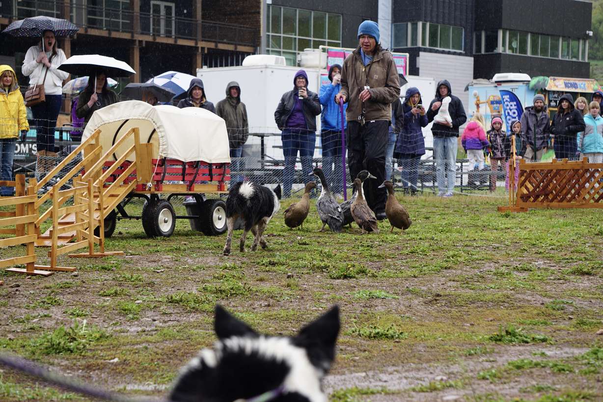 Sheepdogs round up ducks as part of the 20th anniversary Soldier Hollow Sheepdog Classic Championship Saturday.