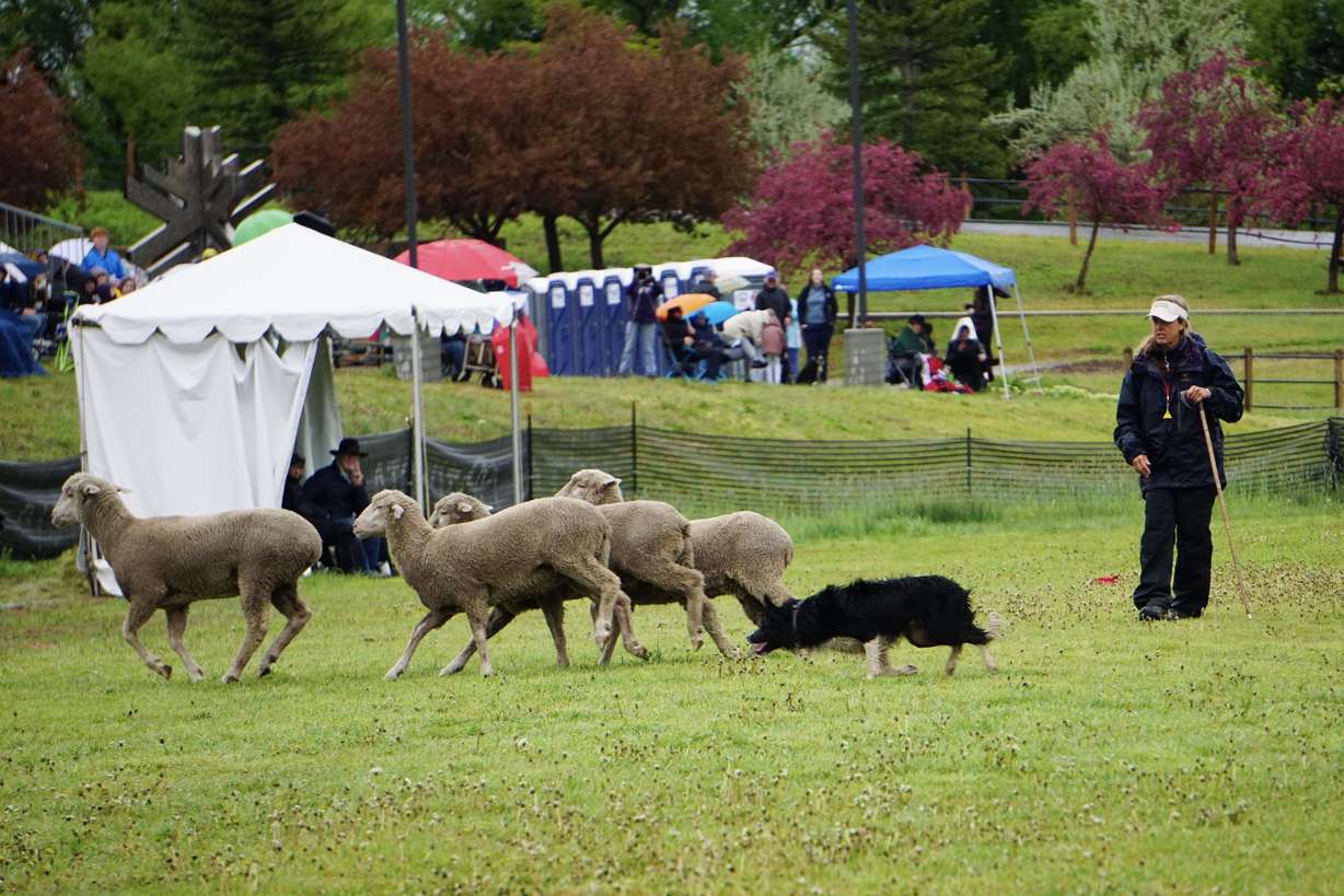 A Border Collie rounds up a group of ewes during the 20th anniversary Soldier Hollow Sheepdog Classic Championship Saturday.