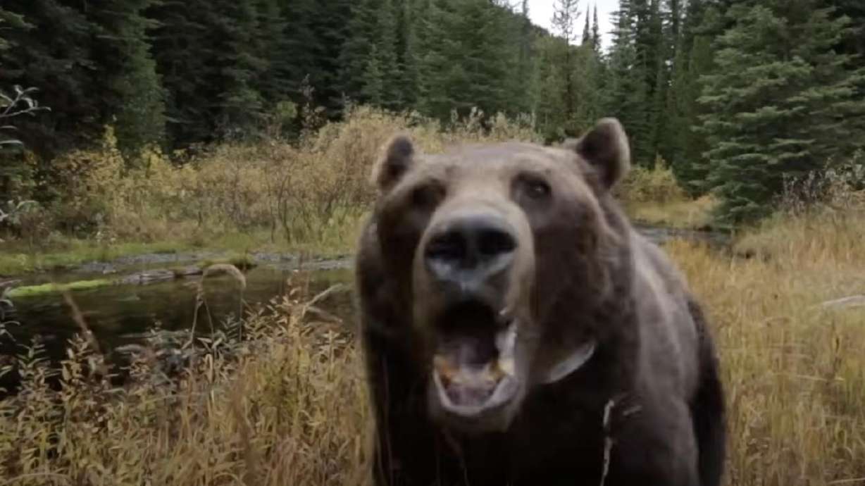 A grizzly bear comes at a camera posted in Whitefish, Montana.