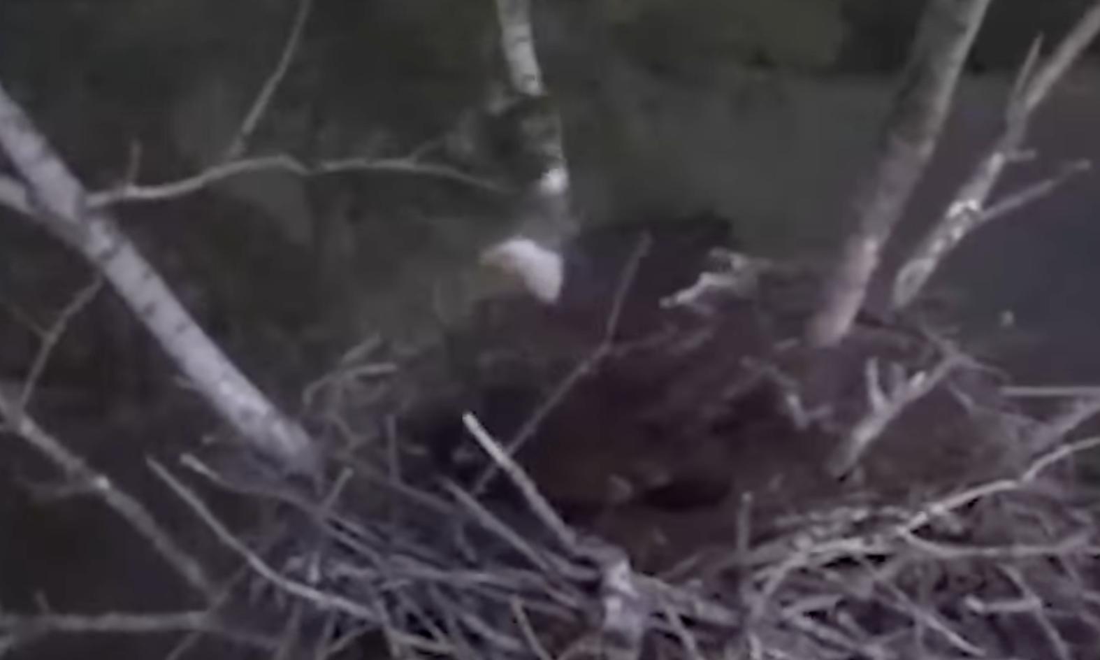 A mother eagle rides out 80-mph wind gusts atop a tree in Kansas during a recent storm.