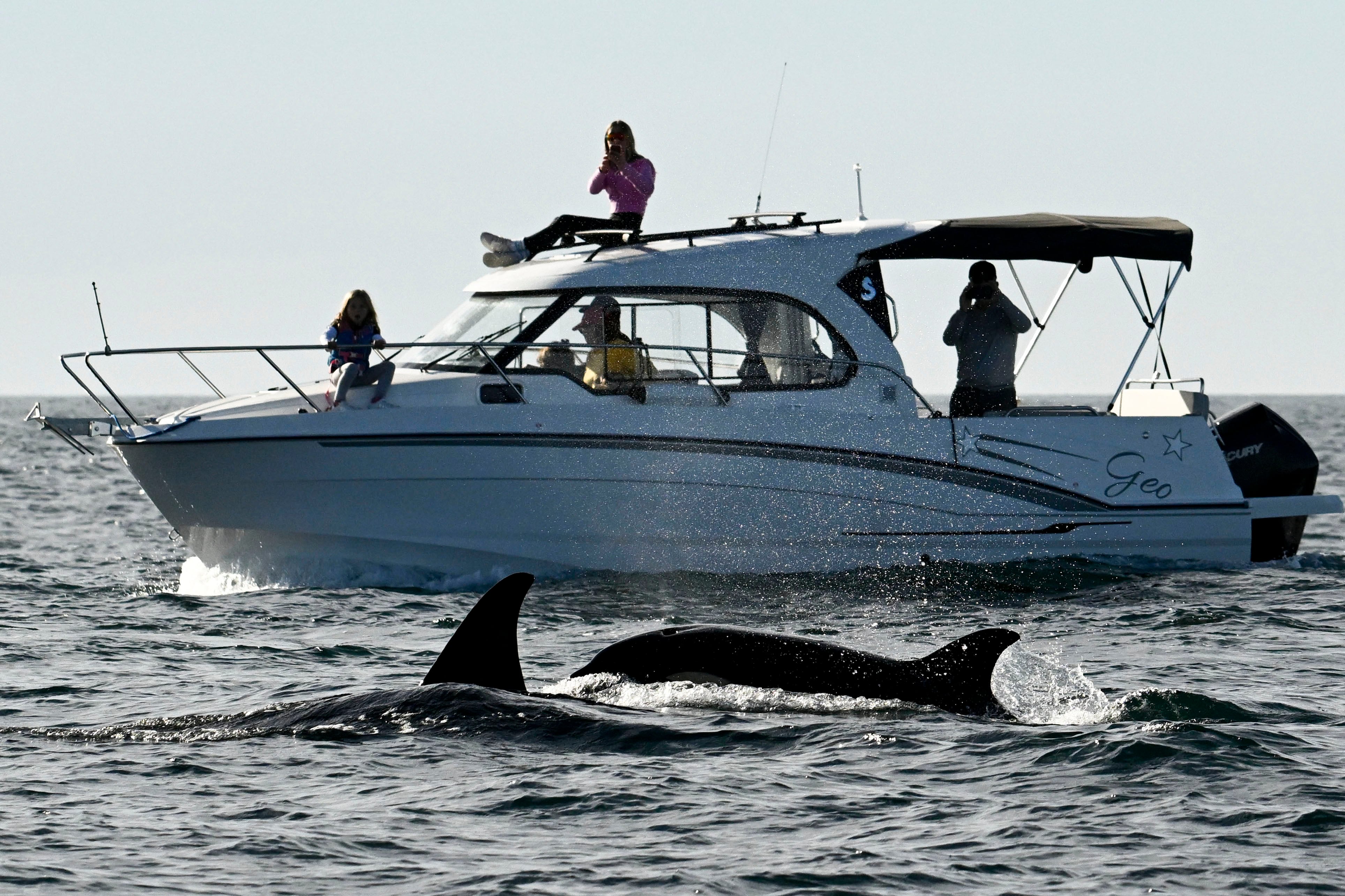 Onlookers aboard a private boat watch as two orcas surface off of Point Loma, Jan. 29 in San Diego. A small group of killer whales have rammed at least 673 boats.